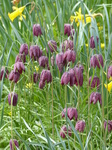 FZ004541 Snake's head fritillary (Fritillaria meleagris) and Daffodills (narcissus).jpg